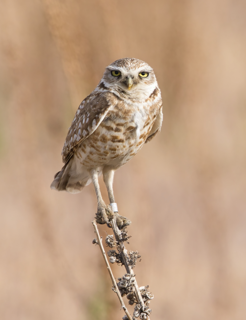 Burrowing Owl With Band