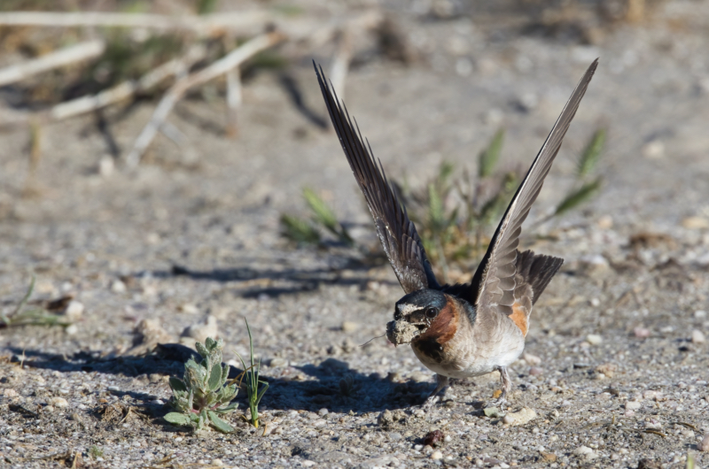 Cliff Swallow Gathering Nesting Material