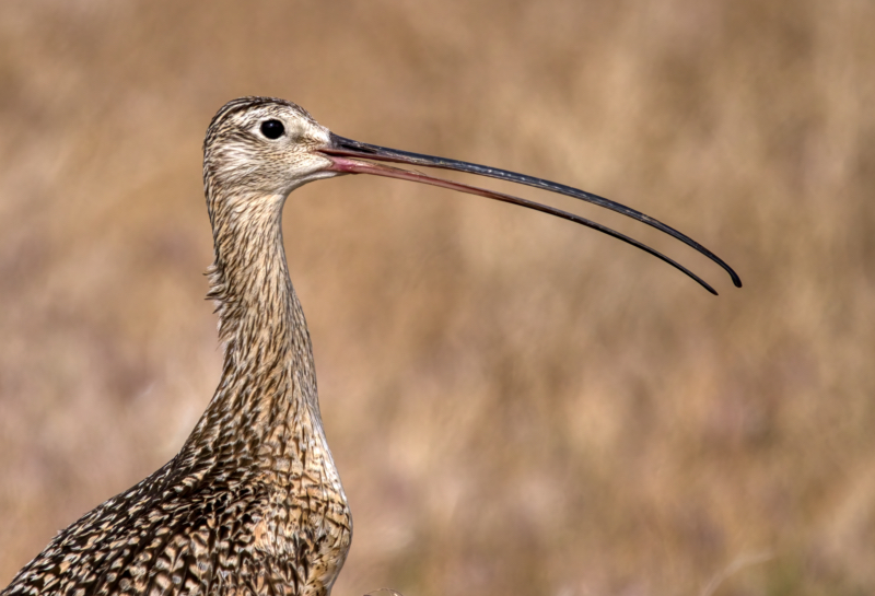 Long-billed Curlew Profile