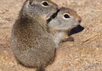 Baby Uinta Ground Squirrels