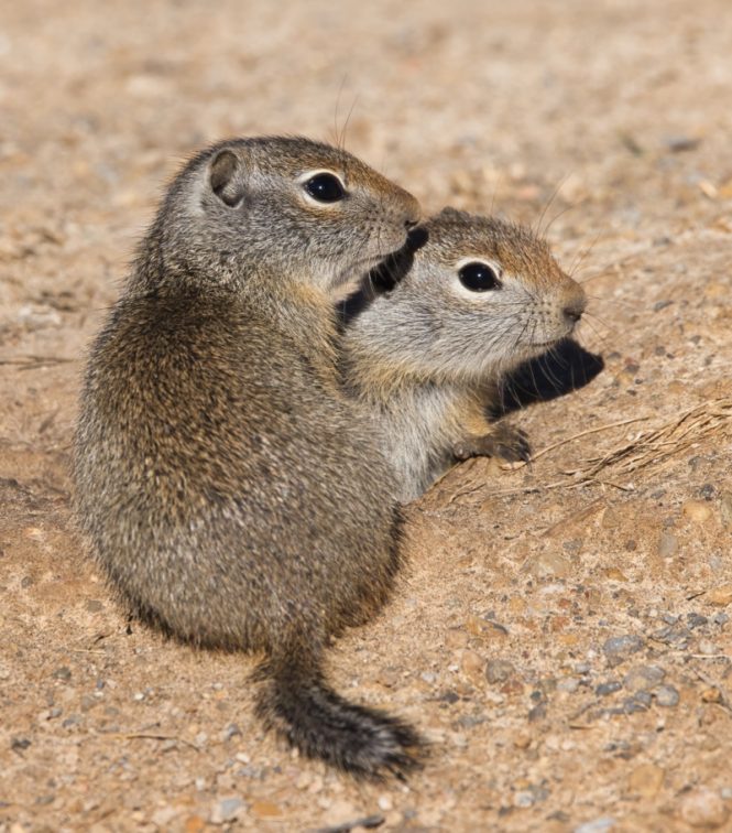 Baby Uinta Ground Squirrels Steve Creek Wildlife Photography