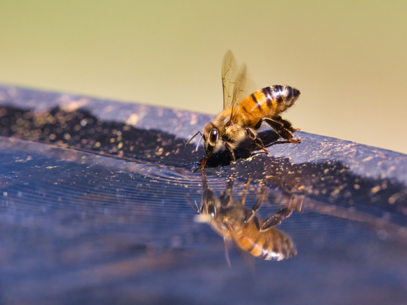 Honey Bee Getting Water