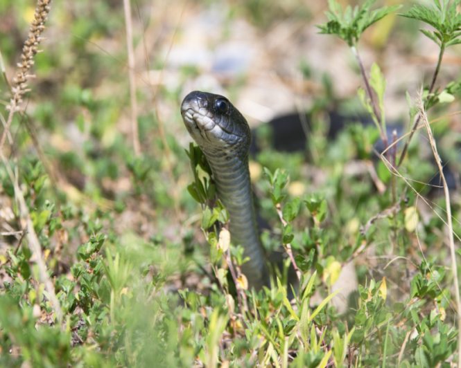 North American Racer Or Rat Snake? - Steve Creek Wildlife Photography