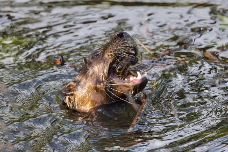 Otter Eating Crayfish