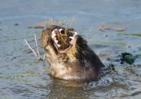 Otter Eating Crayfish #2