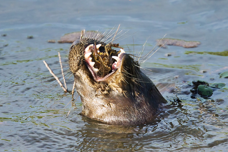 Otter Eating Crayfish #2