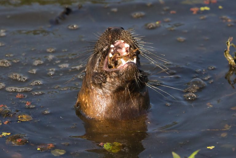 Otter Eating Crayfish Looks Painful 