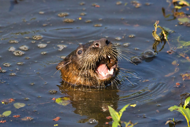 Otter Eating Crayfish #7