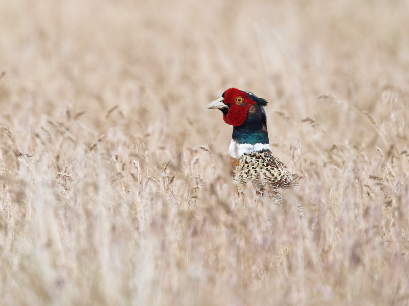 Ring-necked Pheasant In Utah