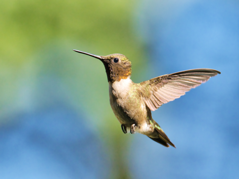 Ruby-throated Hummingbird In Flight 