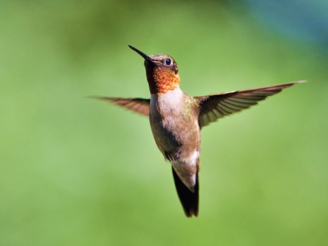 Ruby-throated Hummingbird In Flight