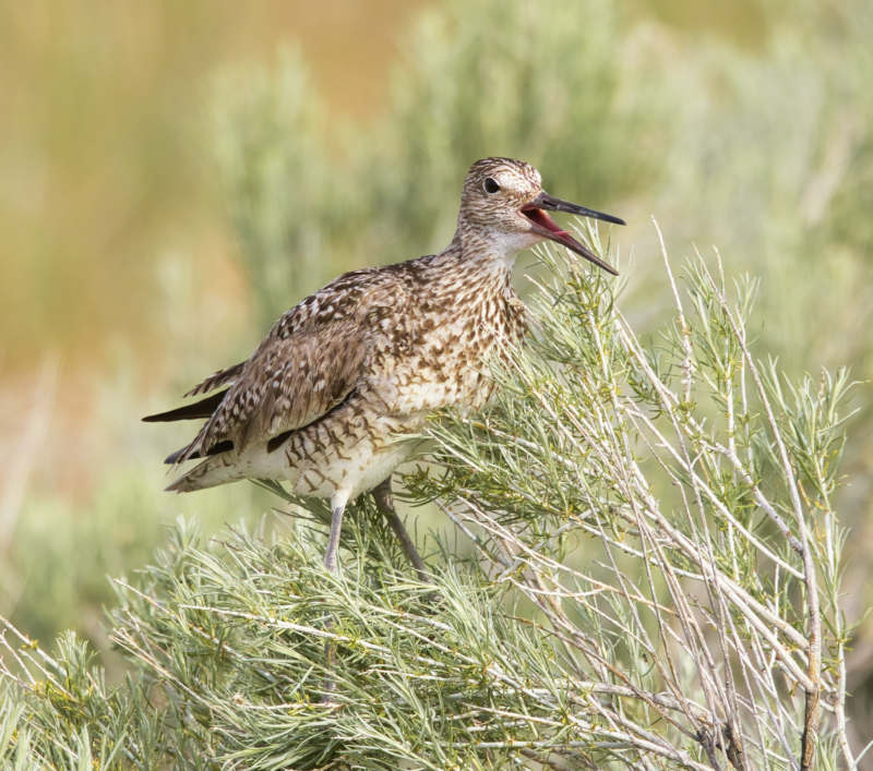 Willet