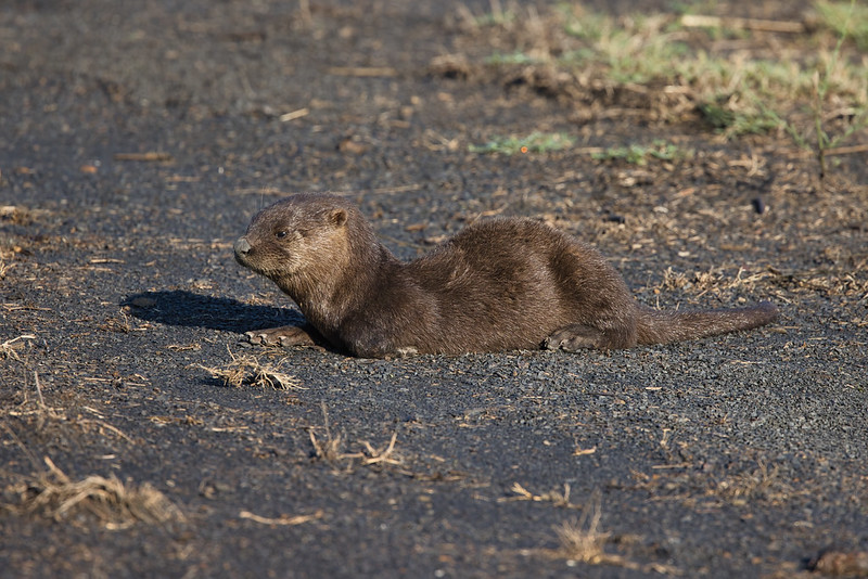 Otter Pup Taking A Break
