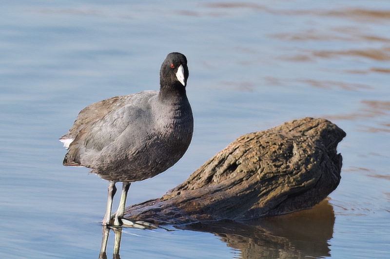American Coot On Floating Log