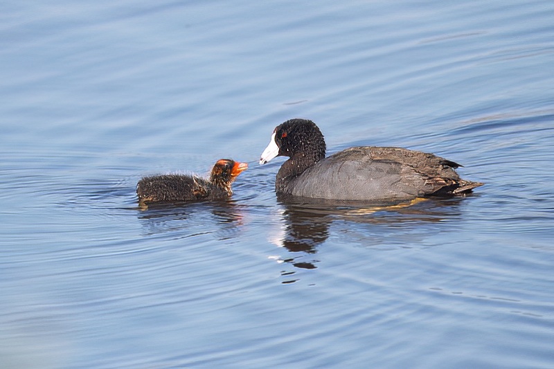 American Coot With Chick