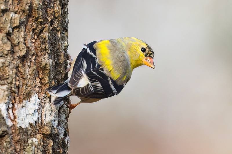 American Gold Finch On Side Of Tree