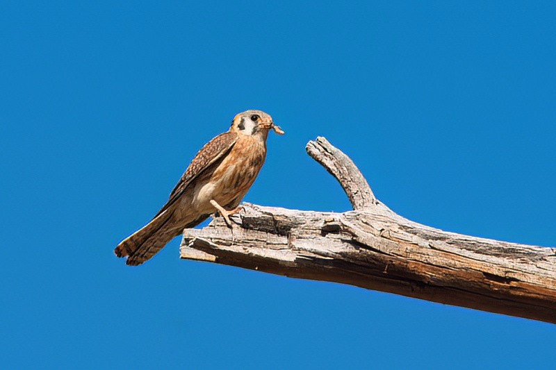 American Kestrel With Insect