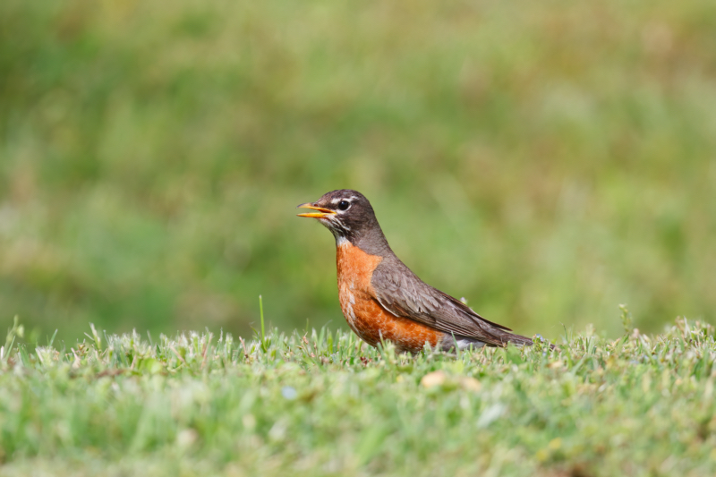 American Robin On Grass