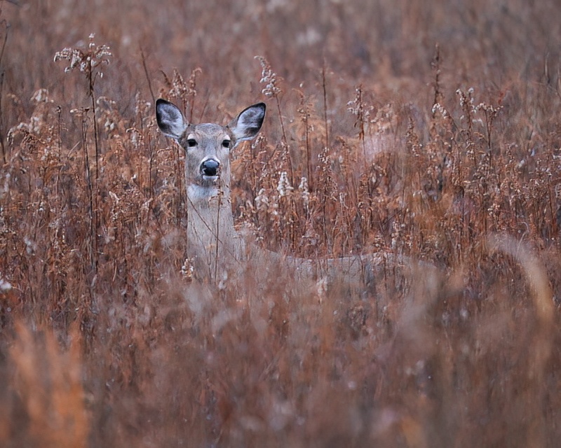 Whitetail Doe Standing In Weeds