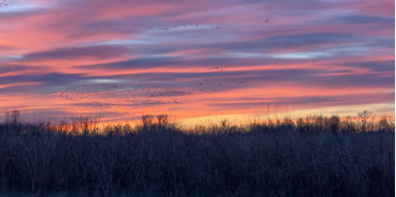 Awesome Sunrise and Snow Geese