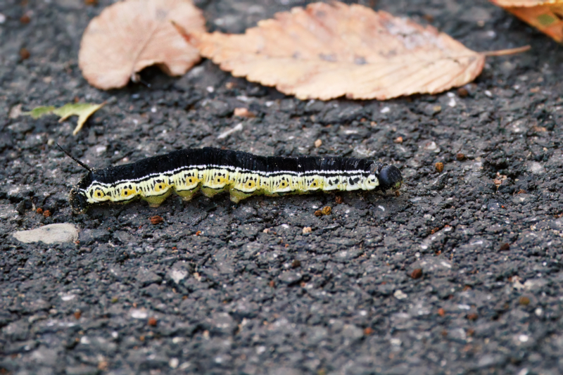 Catalpa Sphinx Caterpillar On Road