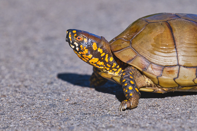 Colorful Three-toed Box Turtle