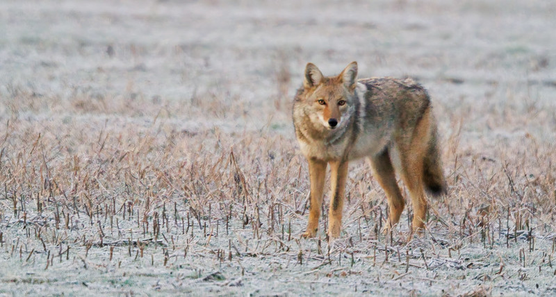 Coyote Standing In Field