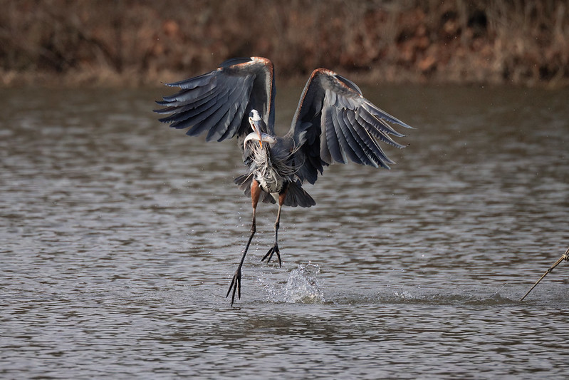 Flying Great Blue Heron With Shad