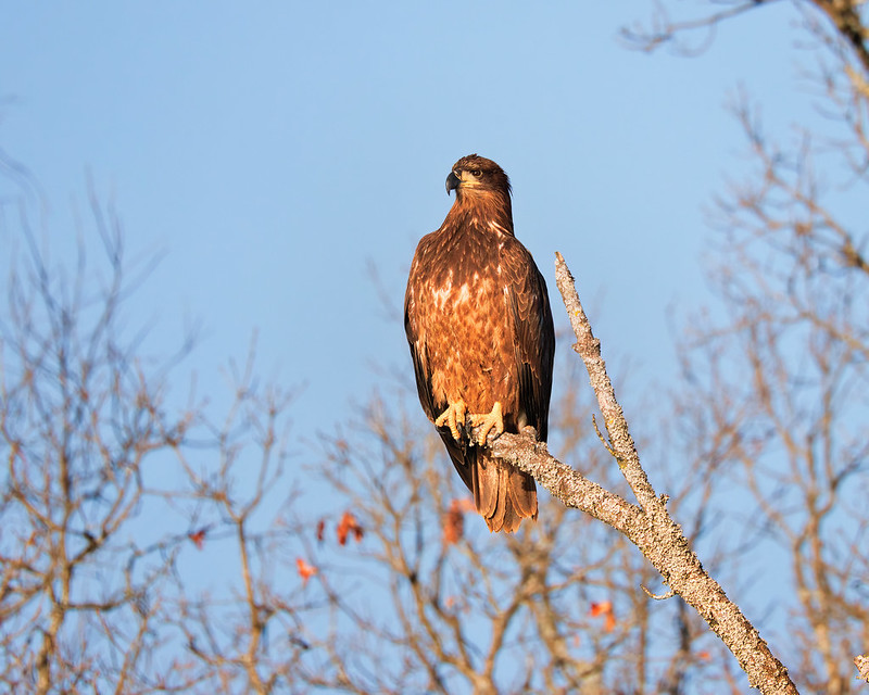 Immature Bald Eagle