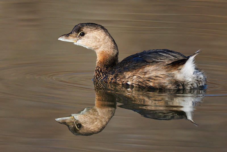 Pied-billed Grebe and Reflection