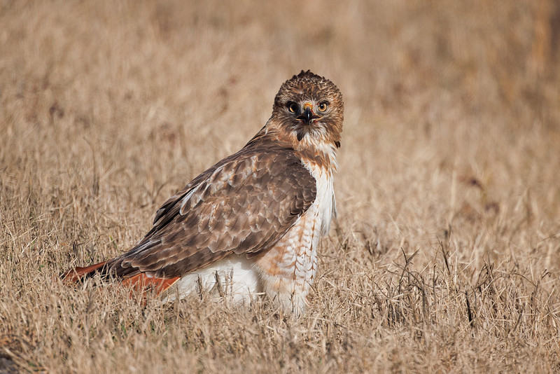 Red-tailed Hawk Standing In Grass