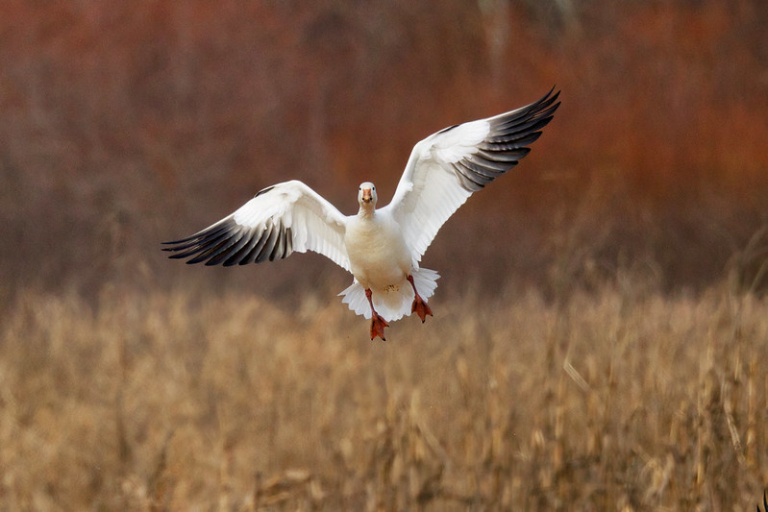 A Snow Goose Landing In A Field Steve Creek Wildlife Photography