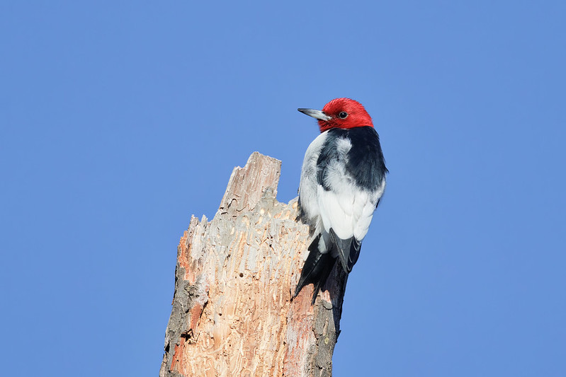 A Red-Headed Woodpecker Encounter