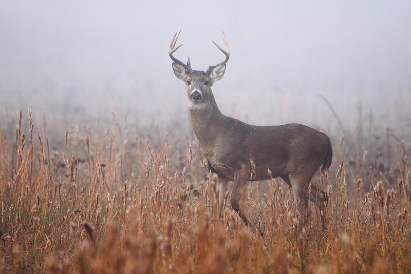 Misty Sentinel: White-tailed Buck in the Fog