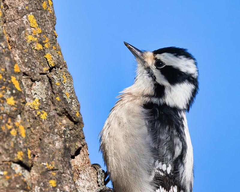 Close-Up Shot of Female Downy Woodpecker