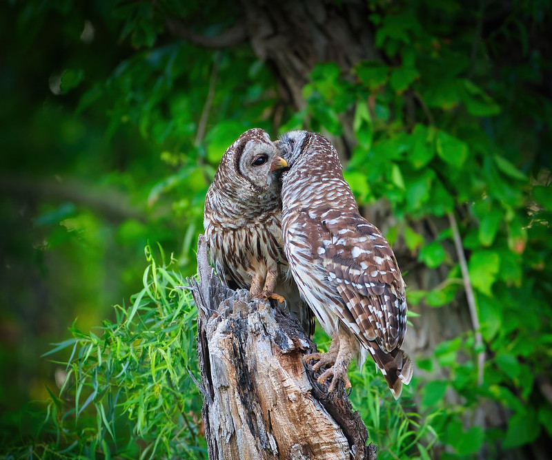 Cozy Moment with Two Barred Owls