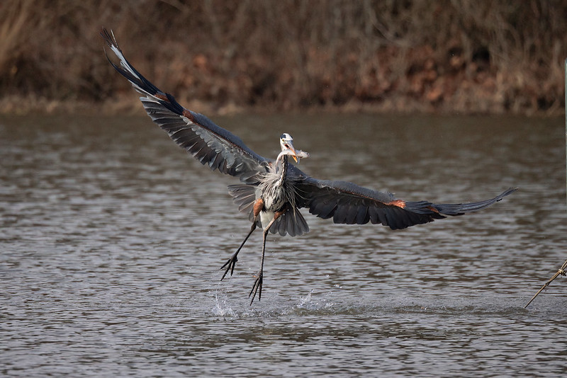 Flying Great Blue Heron With Shad #2