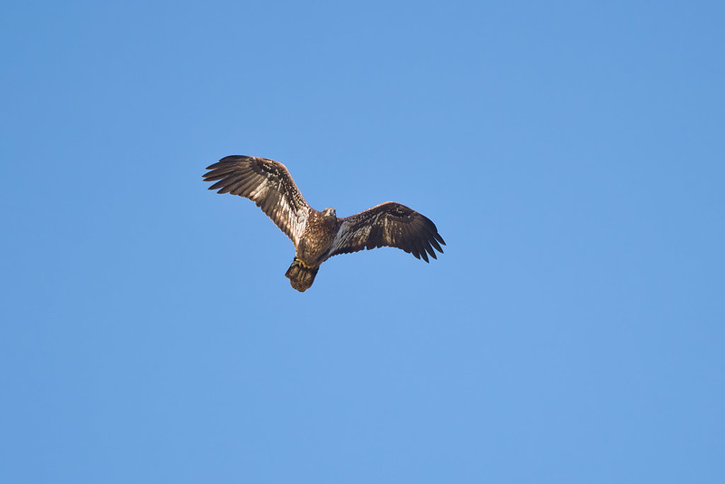 Immature Bald Eagle With Fish In Its Talons