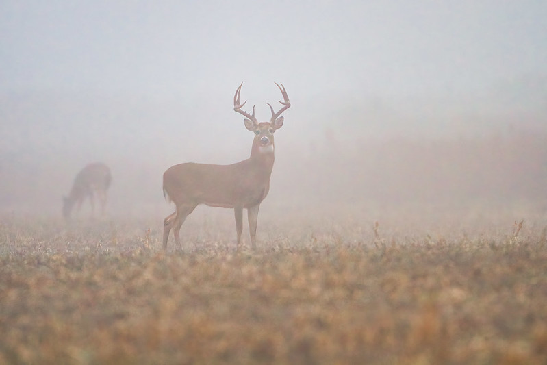 Large Early Morning Buck In Fog With Does