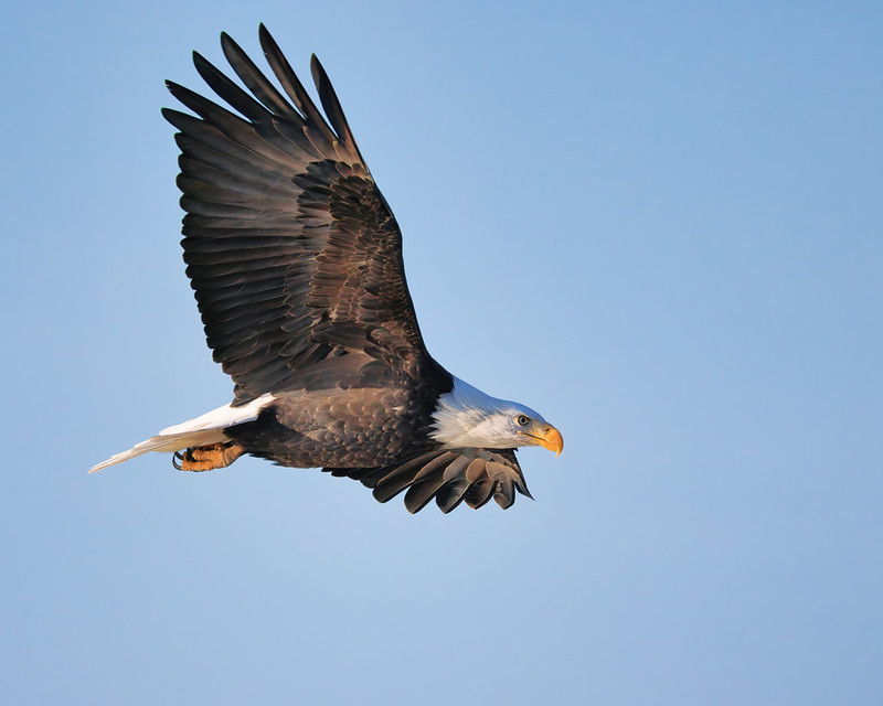 Mature Bald Eagle Flying Low