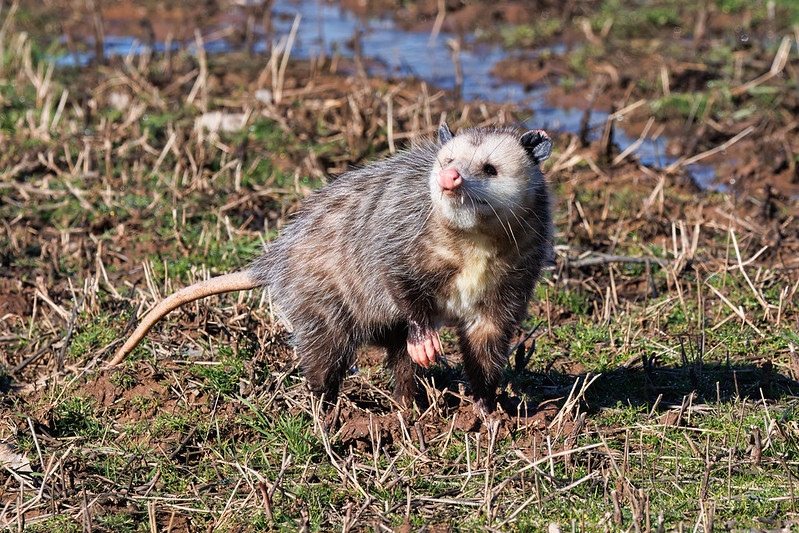 An Opossum's Scent-Checking Behavior