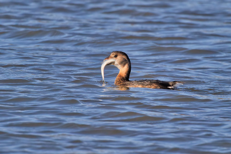 A Pied-billed Grebe with a Mouth Full