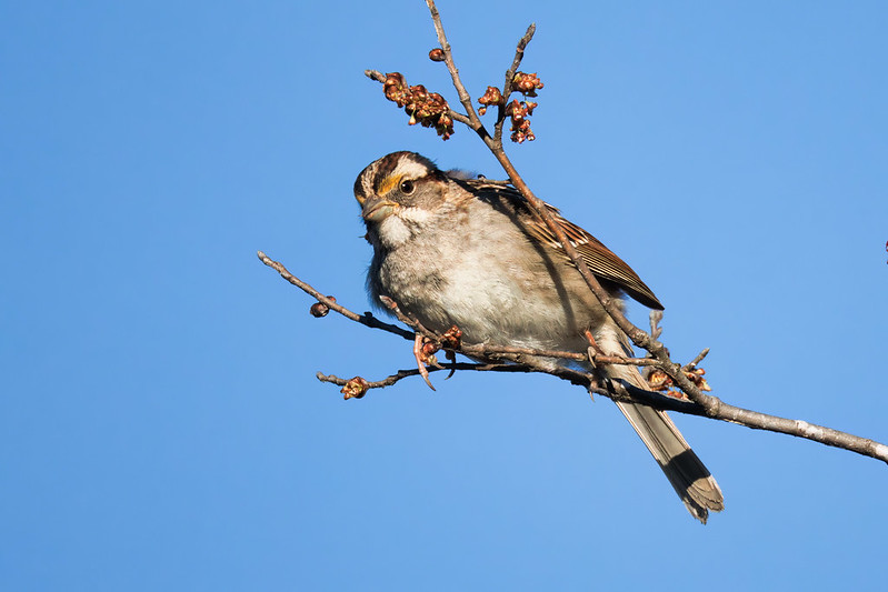 White-throated Sparrow Feasting on Buds