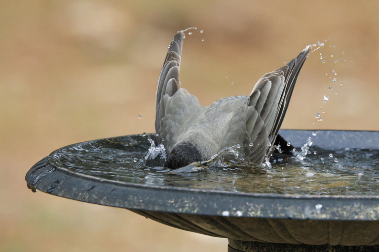 American Robin Takes The Plunge Steve Creek Wildlife Photography American robin takes the plunge steve creek wildlife photography