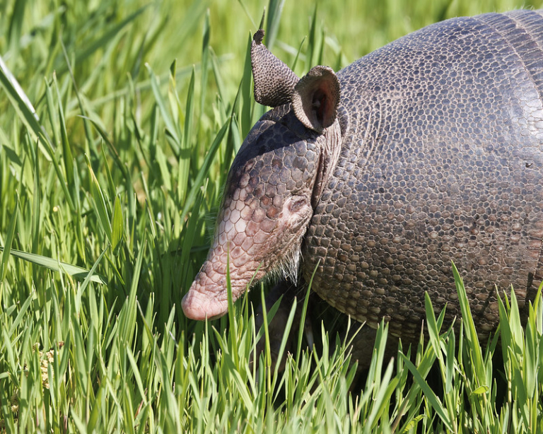 Intriguing Armadillo Eye Anomaly | Steve Creek Wildlife Photography