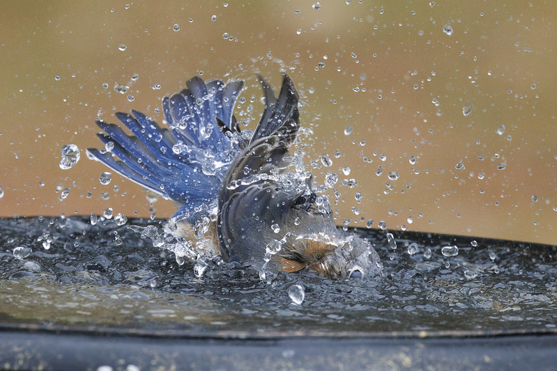 Eastern Bluebird Splashing In The Birdbath