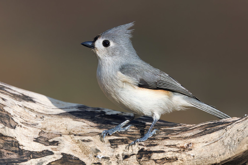 Photographing the Tufted Titmouse in Arkansas