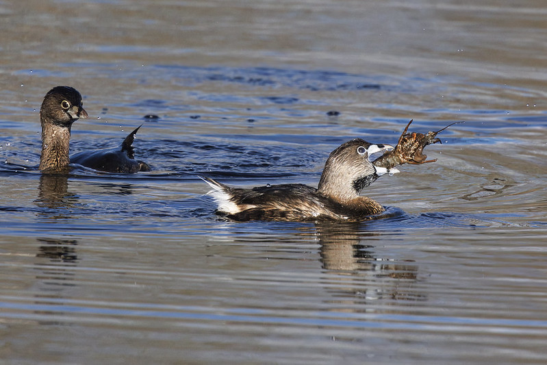 Pied-billed Grebe in Action