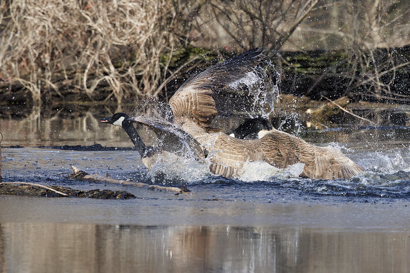 Territorial Canada Geese Battle it Out