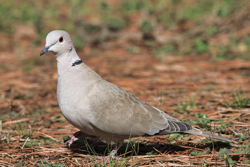 The Striking Eurasian Collared-Dove